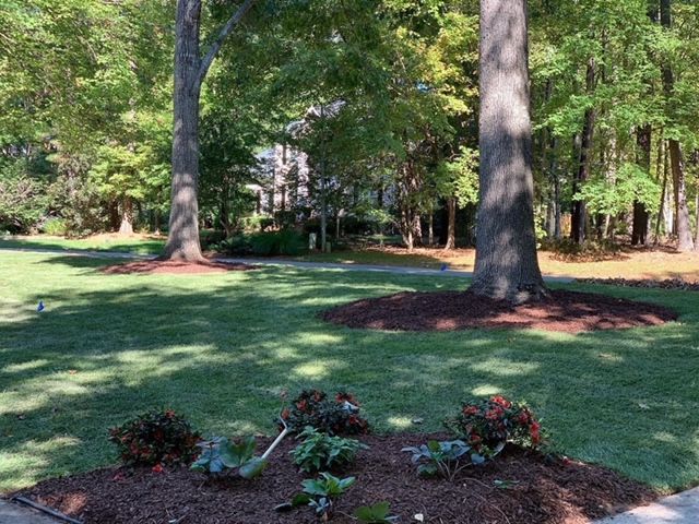 Sunlit backyard lawn with trees and a small flower bed in the foreground