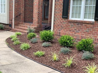 Front yard landscaping with small shrubs and mulch along a brick house walkway