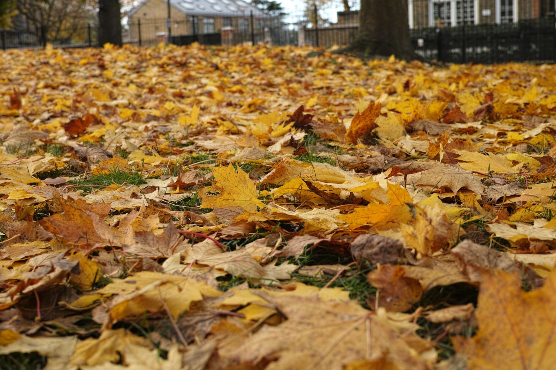 Rock-lined drainage swale running through a leaf-covered yard beside a house and lawn
