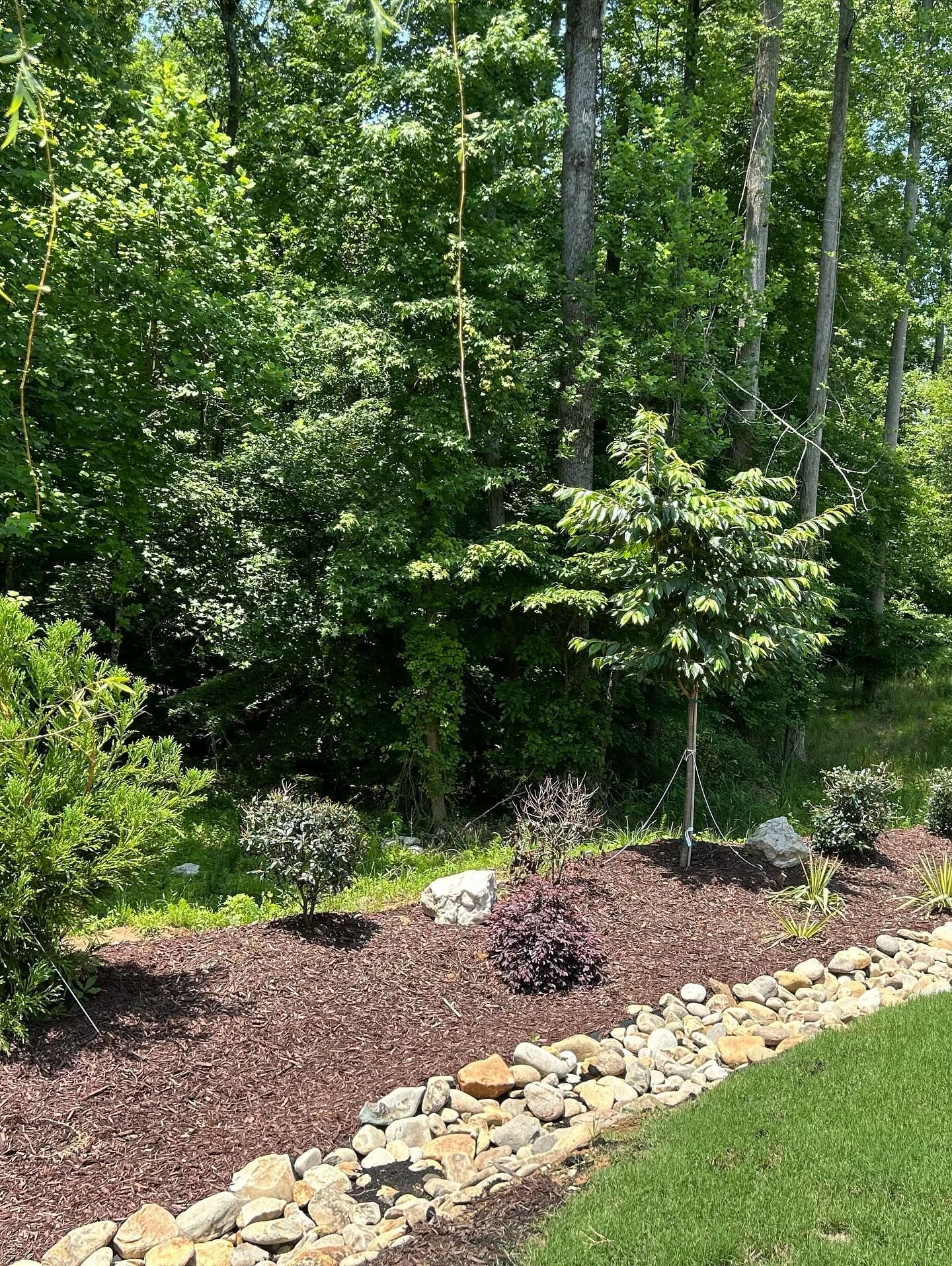 Wooded garden bed with mulch, rocks, and dense green trees in bright sunlight