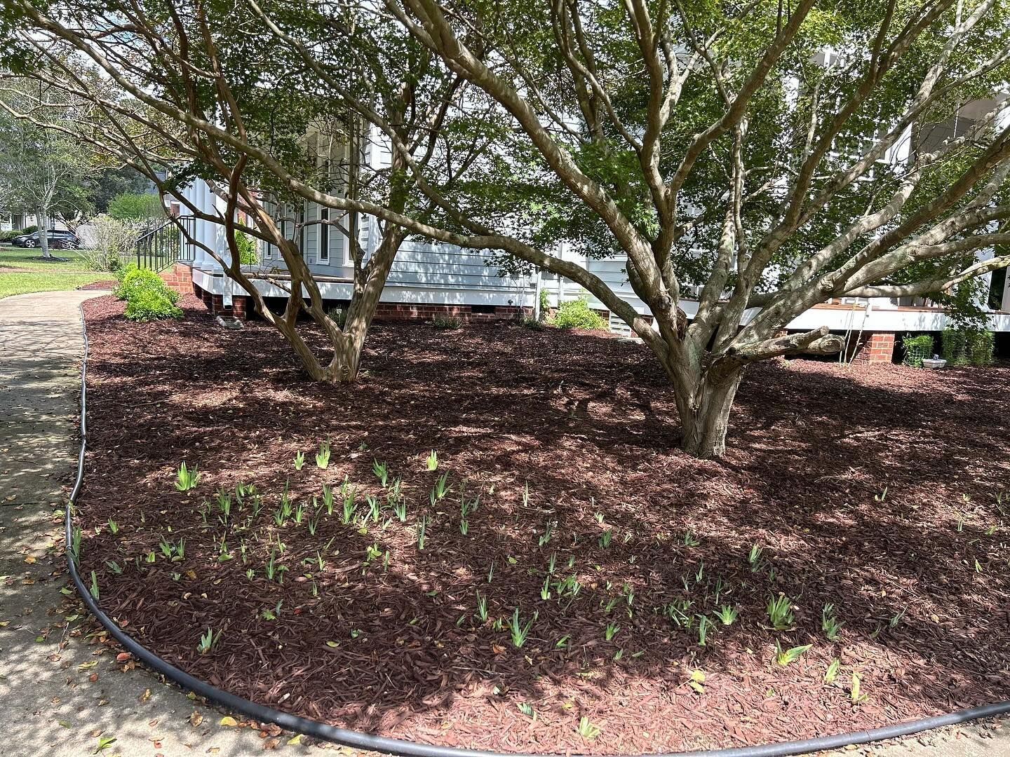 Mulched landscaped bed with young plants and large trees beside a building walkway