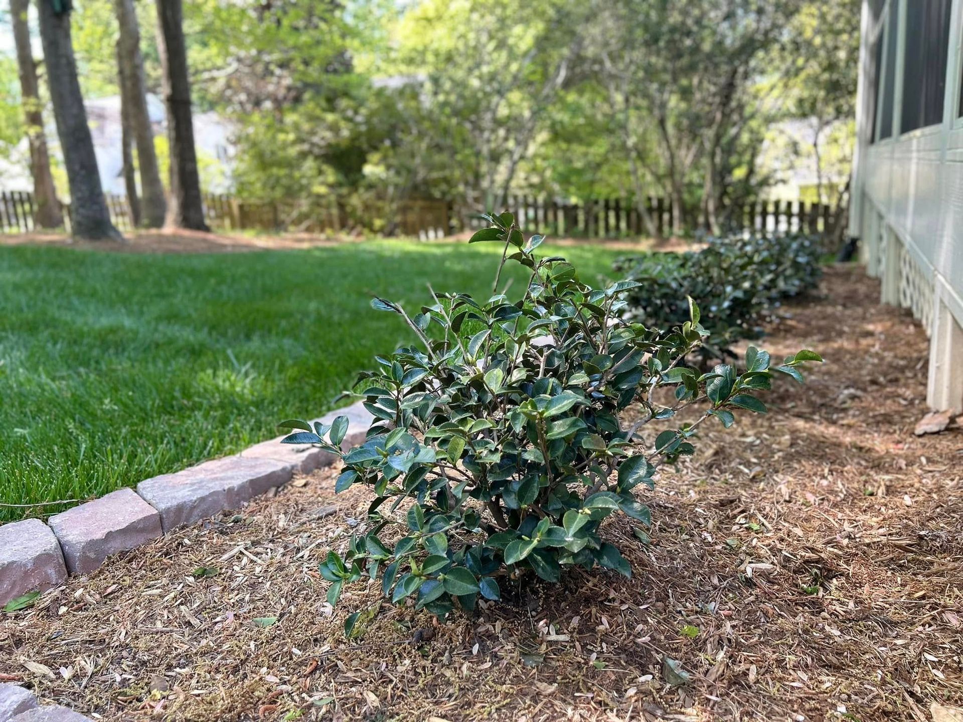 Shrubs along a mulched border beside a green lawn and a house wall