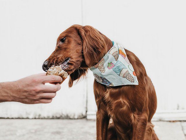 Pet Stuff