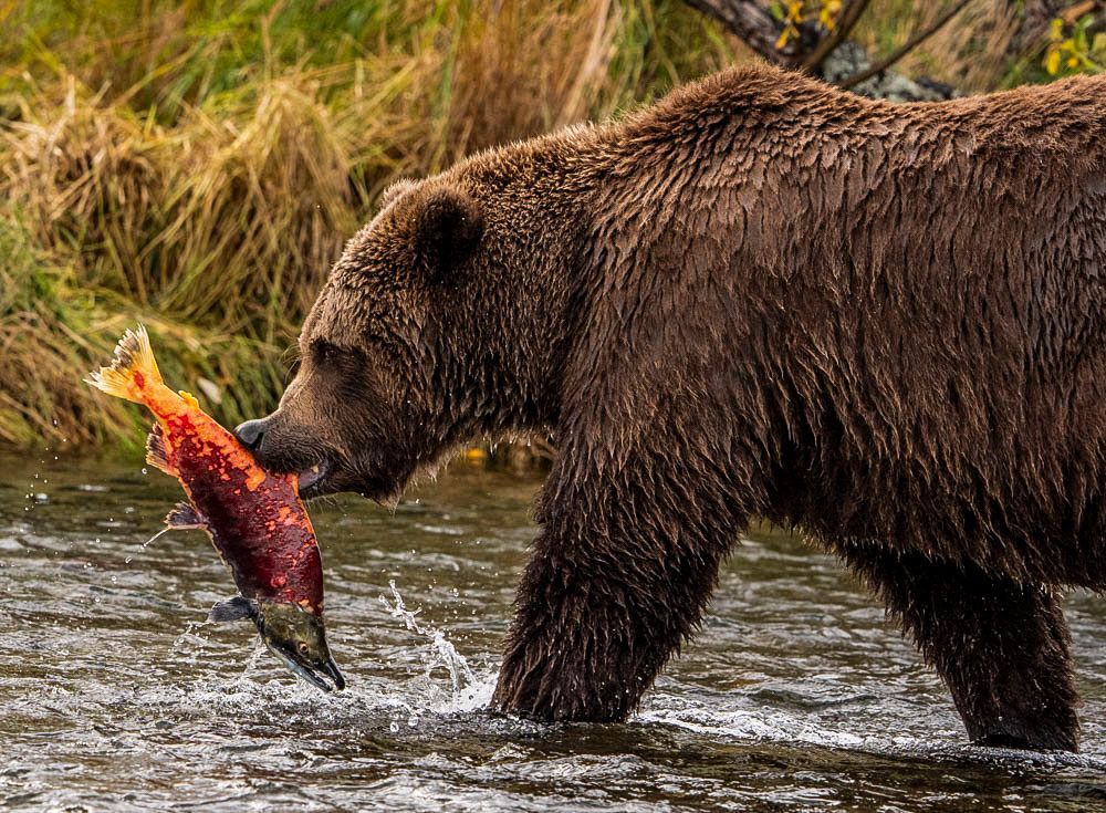 Bear with salmon walking in the water