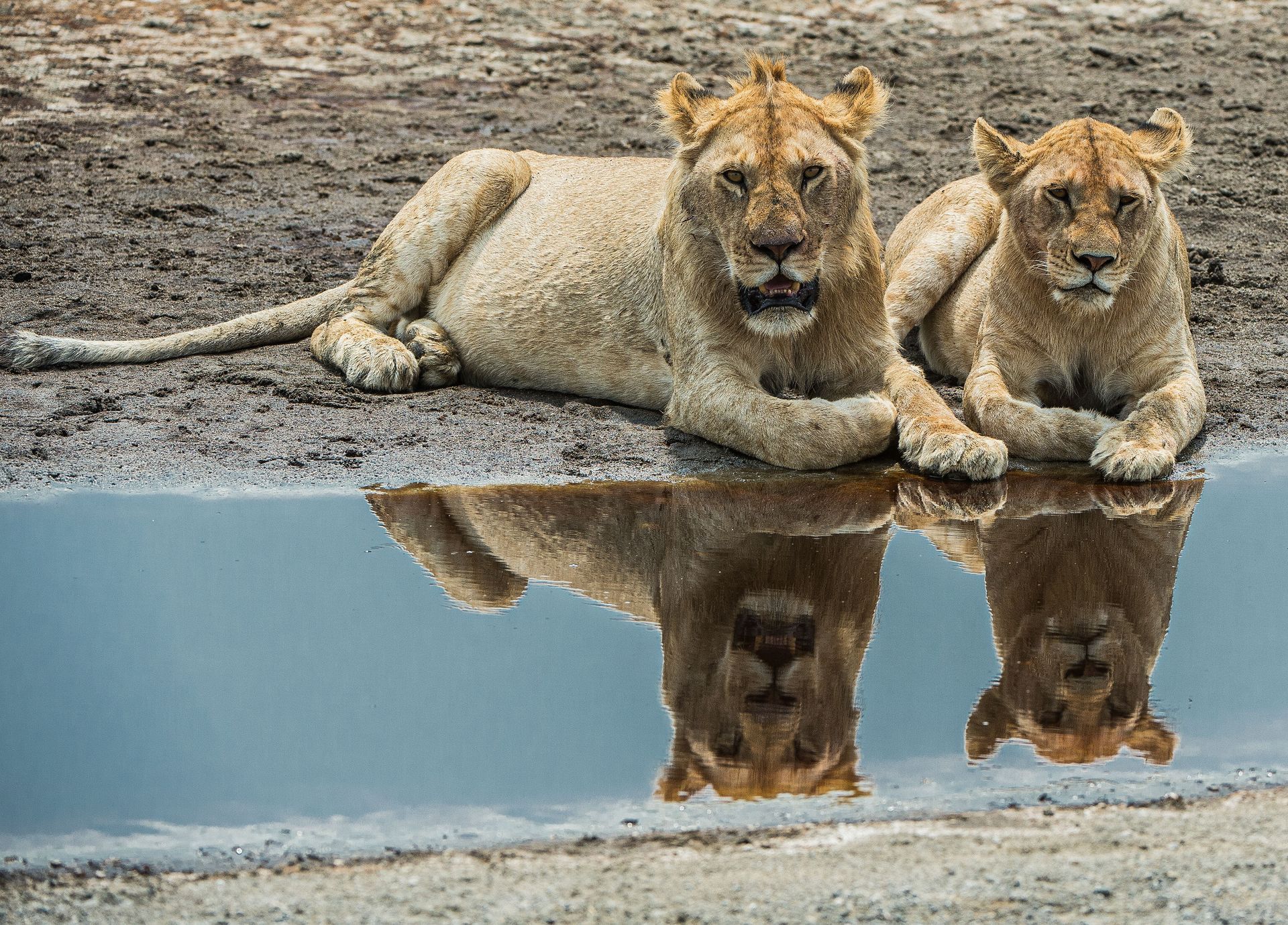 Two Lions by a watering hole.