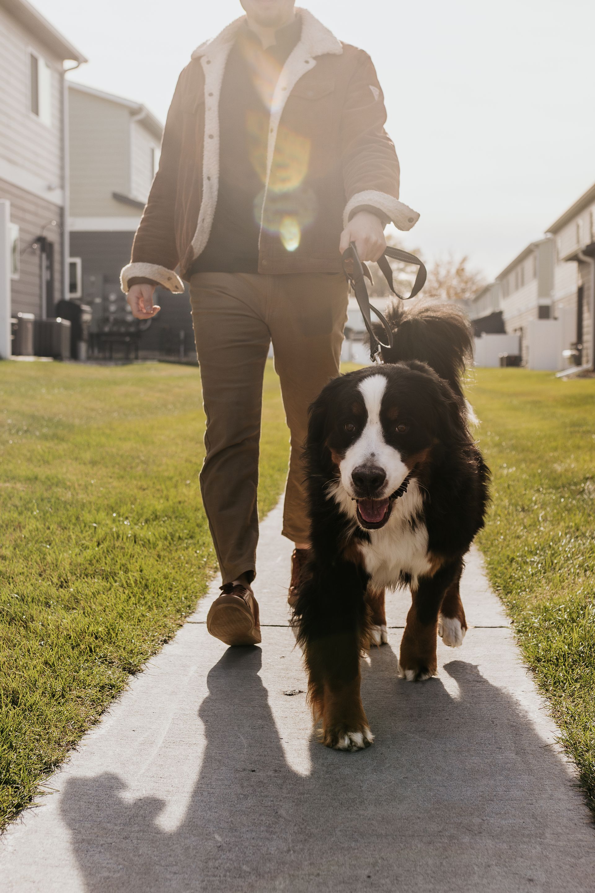Person walking a large black-and-white dog on a sunlit sidewalk in a suburban neighborhood