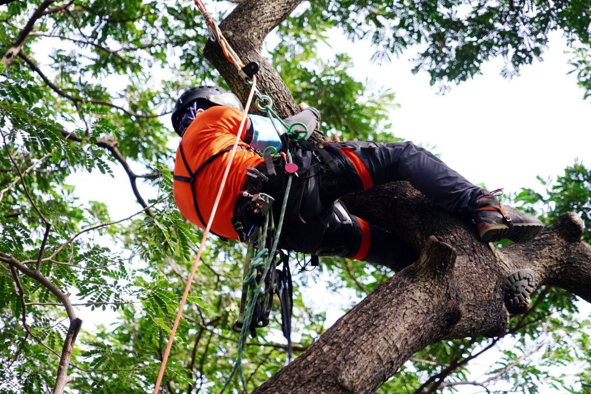 Arborist in orange shirt, secured by harness, climbing a tree.