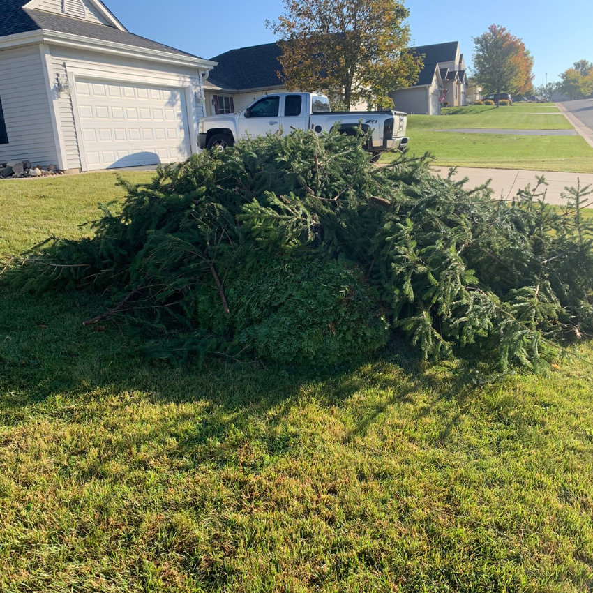 Pile of green branches on grass, a white truck in the background, near a house.