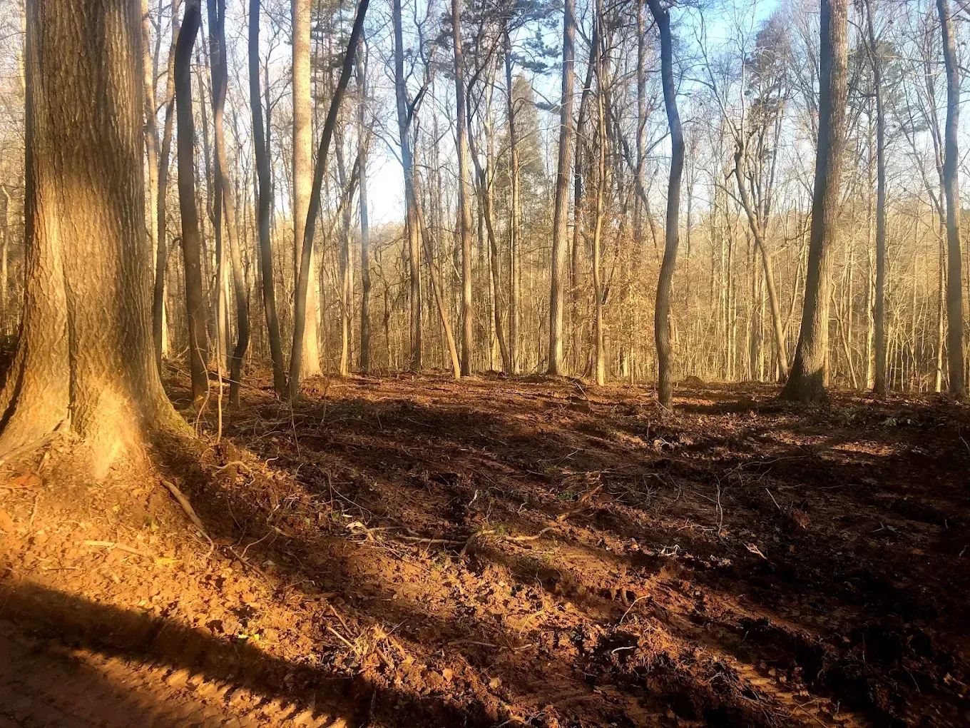 Sunlit forest with tall bare trees and a leaf-covered ground