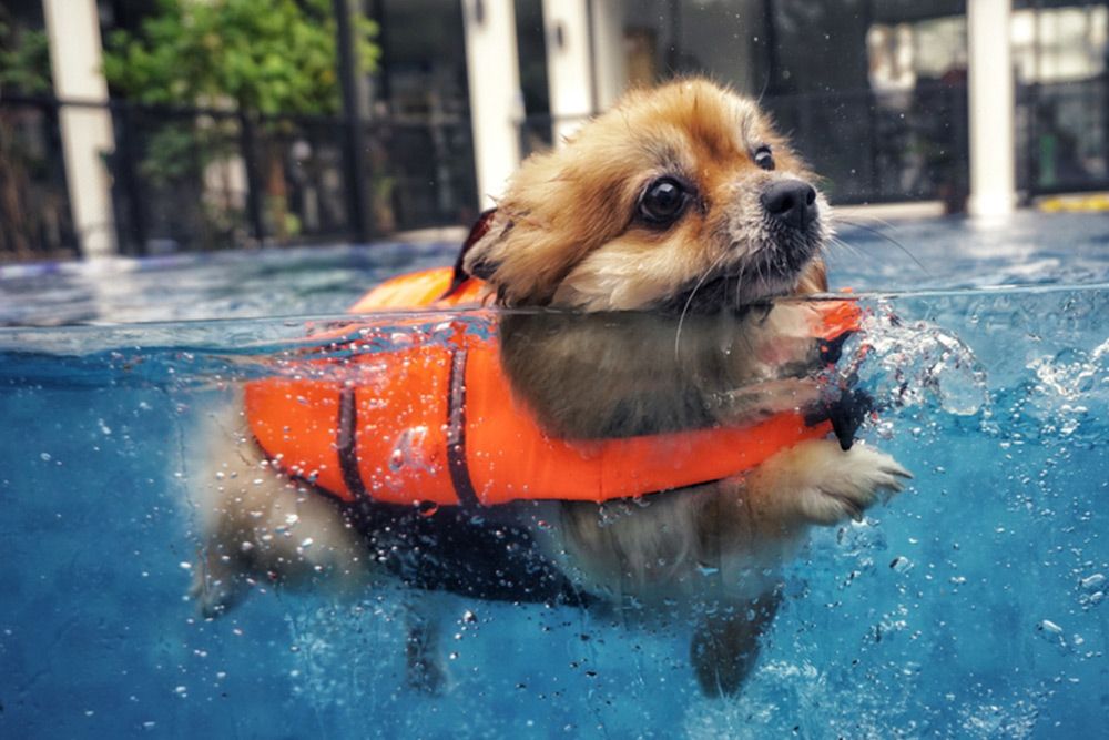 Dog Hydrotherapy in Bundaberg Four Way Kennels Dog Motel