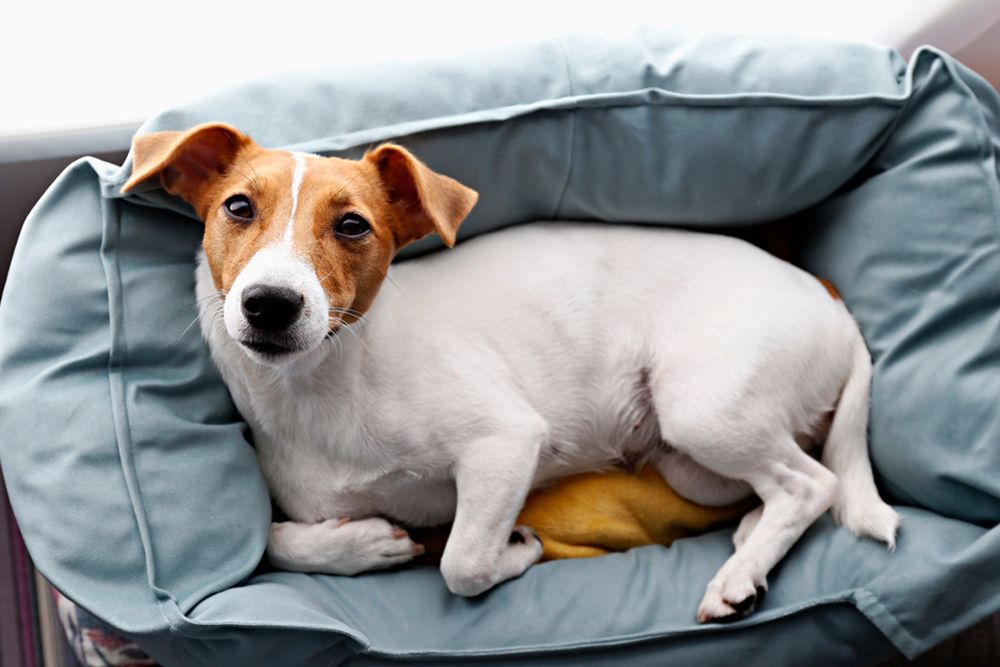 Dog Boarding in Hervey Bay Four Way Kennels Dog Motel