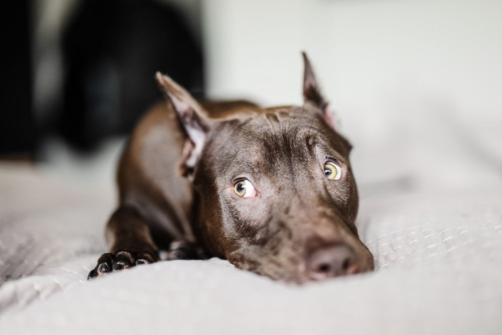 Dog Boarding in Hervey Bay Four Way Kennels Dog Motel