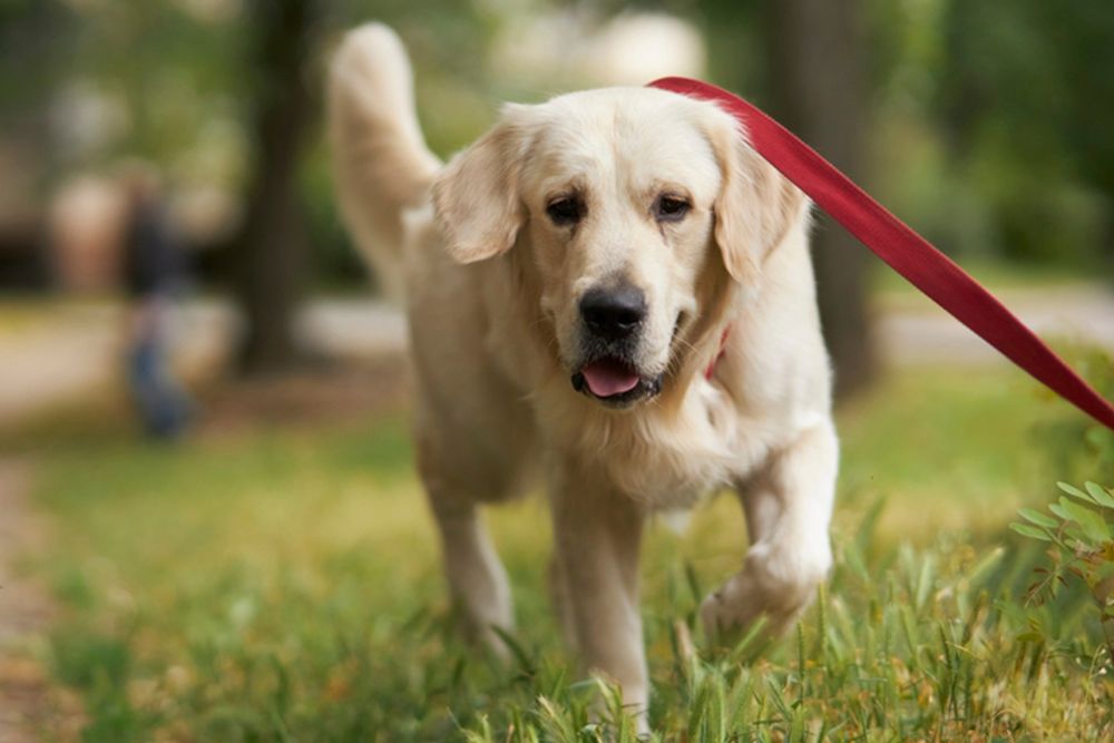 Dog Boarding in Bundaberg Four Way Kennels Dog Motel