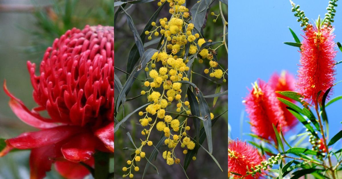 Non-native Alternatives Plants | Build Buddy World