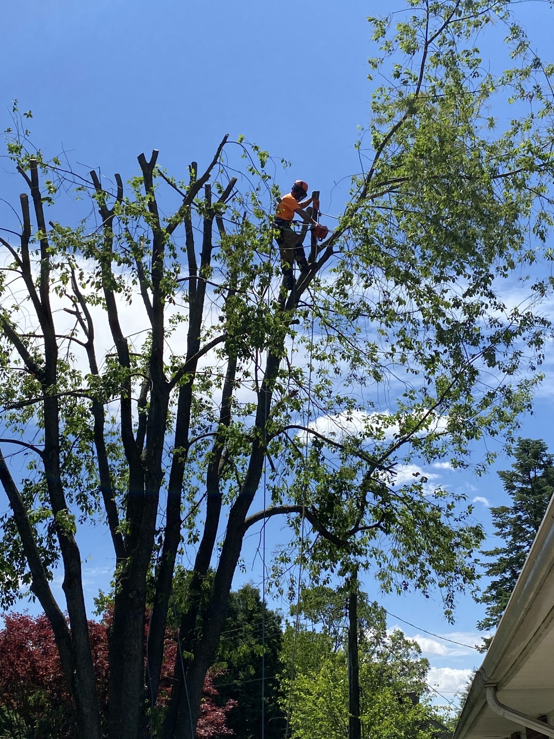 Tree Care Lebanon, PA Umberger’s Tree Service
