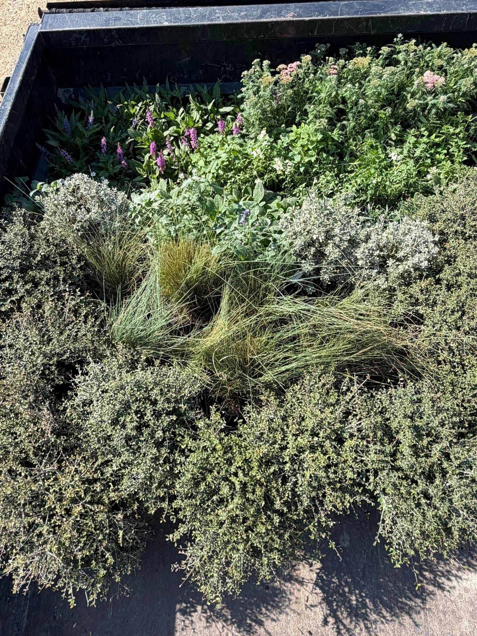 Dense green and purple flowering plants in a raised garden bed