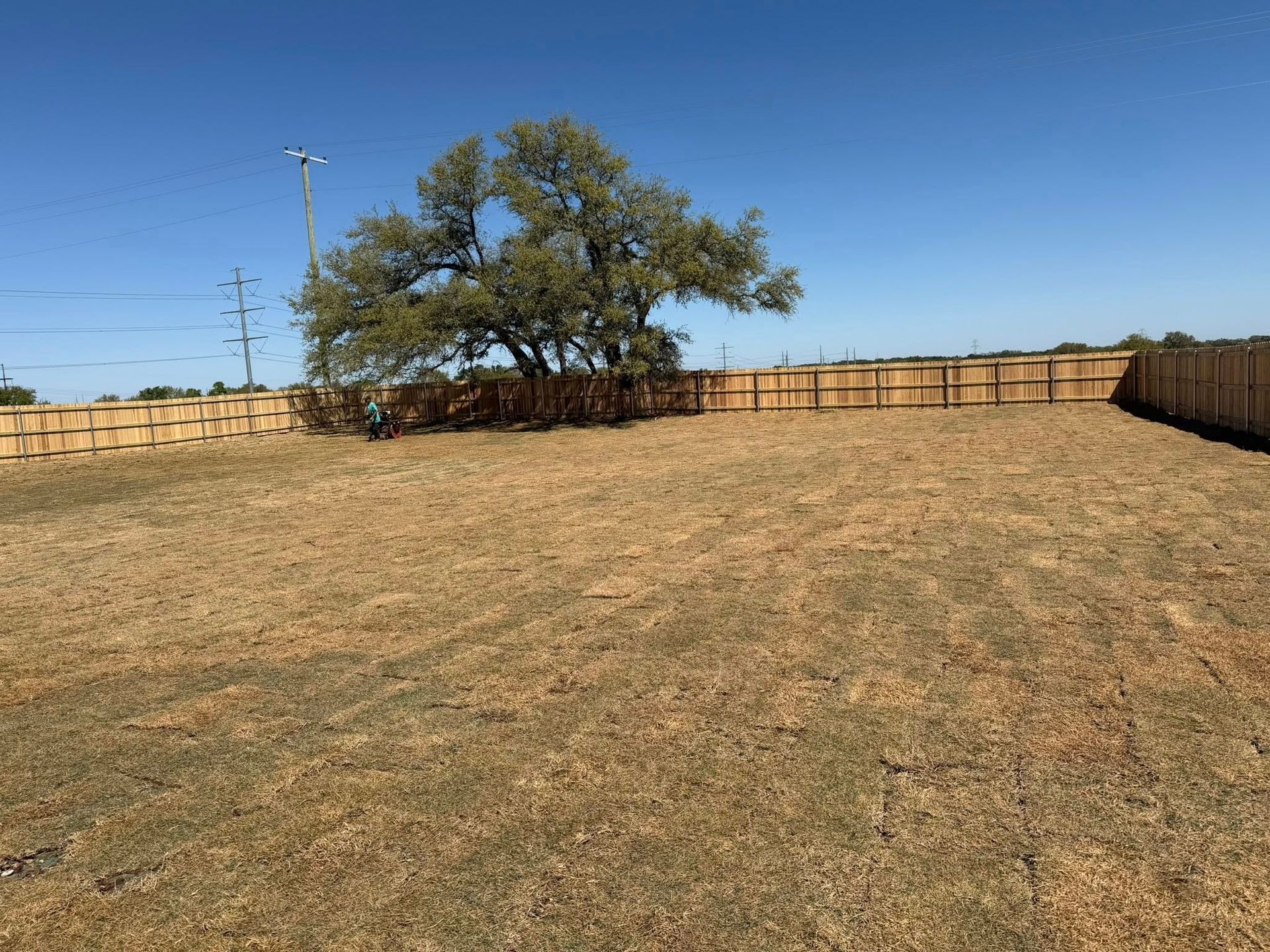 Dry fenced field with a large tree under a clear blue sky