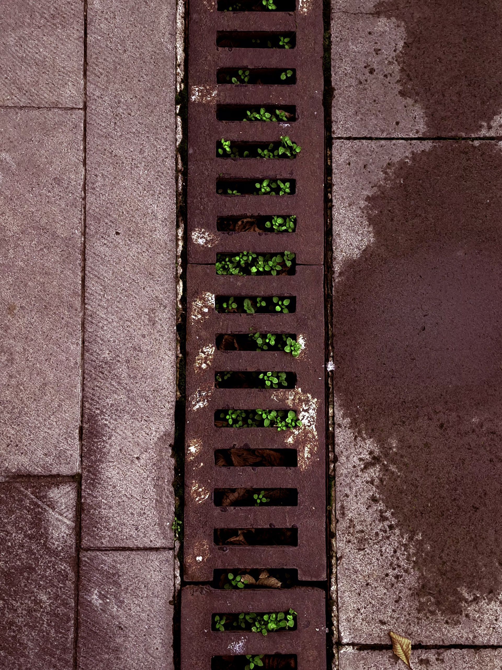 Close-up of a rusty metal storm drain grate set in red-brown pavement with green weeds underneath