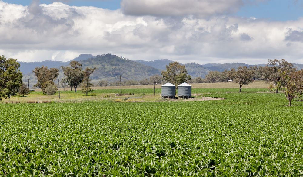 A Large Green Field with Mountains in The Background and Two Silos in The Foreground — Thats Tops by Design in Quirindi, NSW
