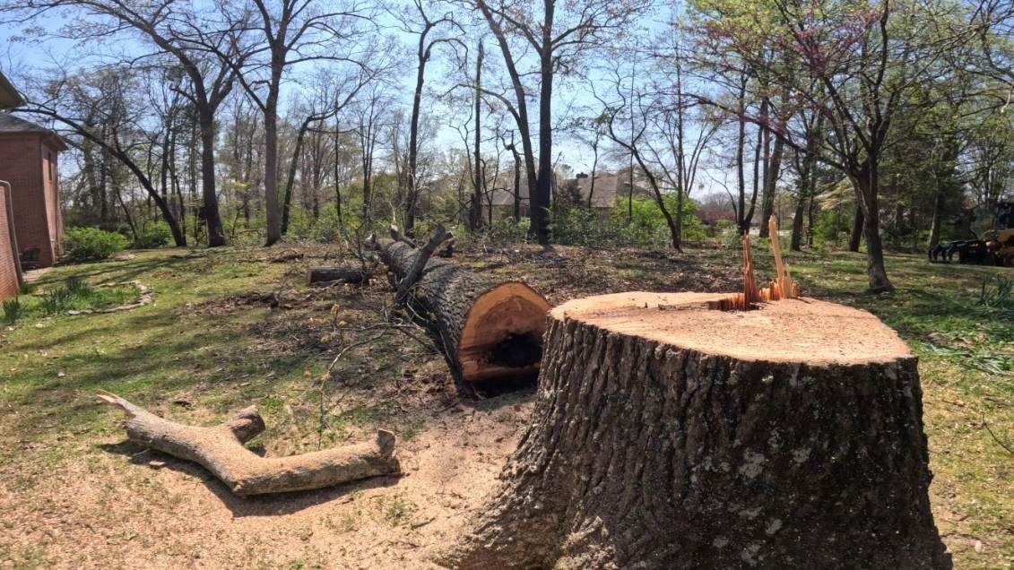 Large tree stump in a yard with cut logs and bare trees in the background