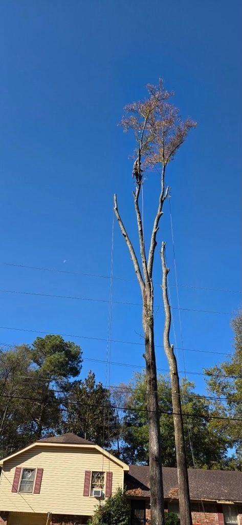 A tall, severely topped tree with thin, bare branches against a bright blue sky, positioned near a residential house.