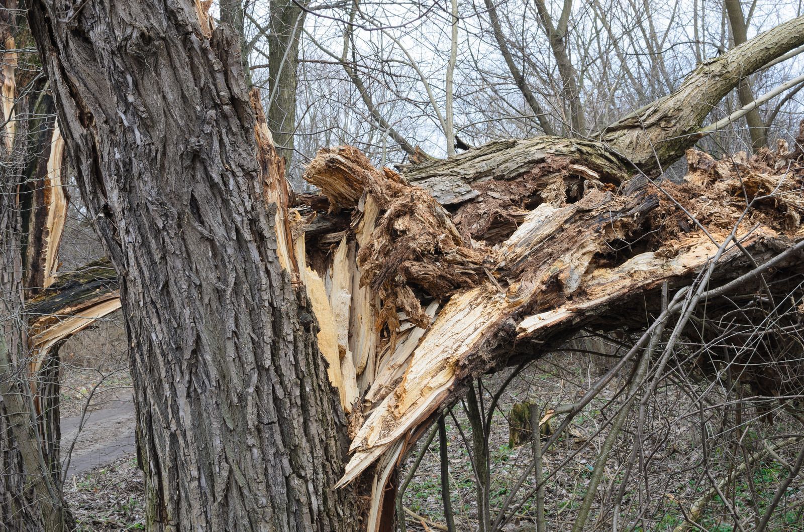 Broken tree trunk split by a storm in a wooded area