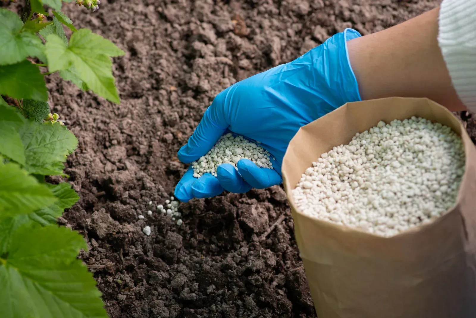 A person wearing blue gloves sprinkles granular fertilizer from a brown paper bag onto soil near a green plant.