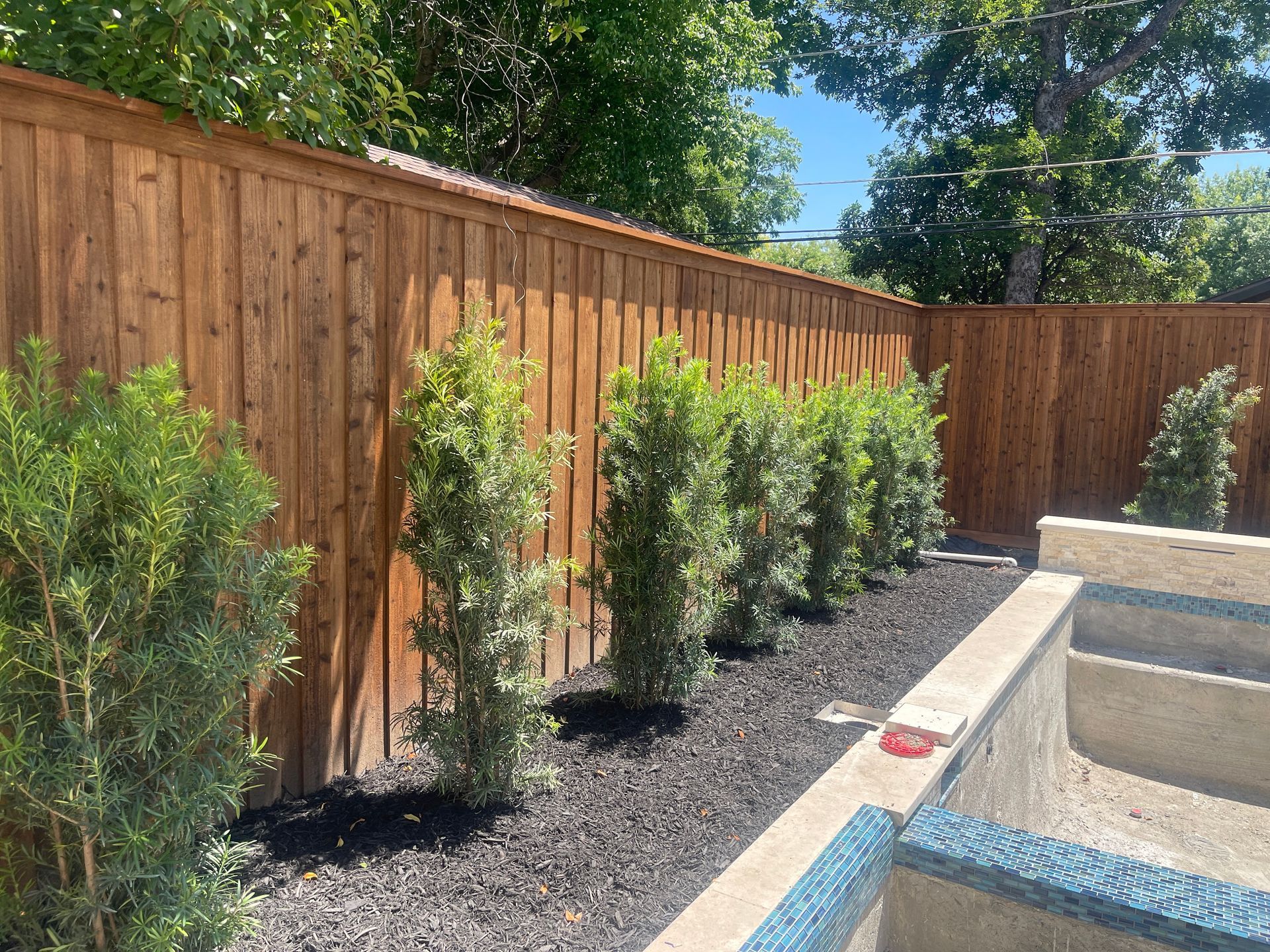 A row of green evergreen shrubs planted against a tall, stained wooden privacy fence next to a concrete pool area.