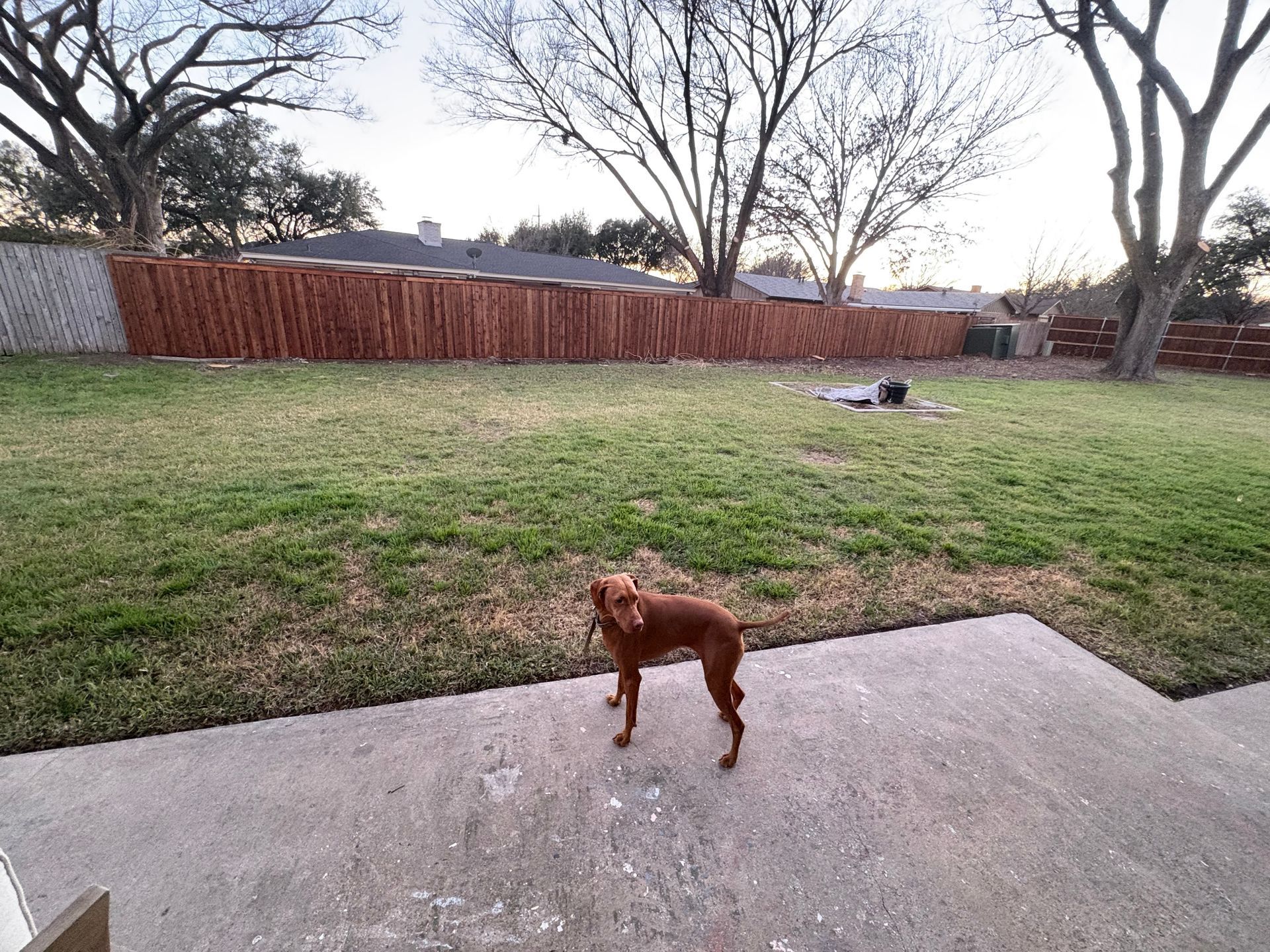 A brown dog stands on a concrete patio facing a large, grassy backyard with a wooden fence and bare trees in the back.