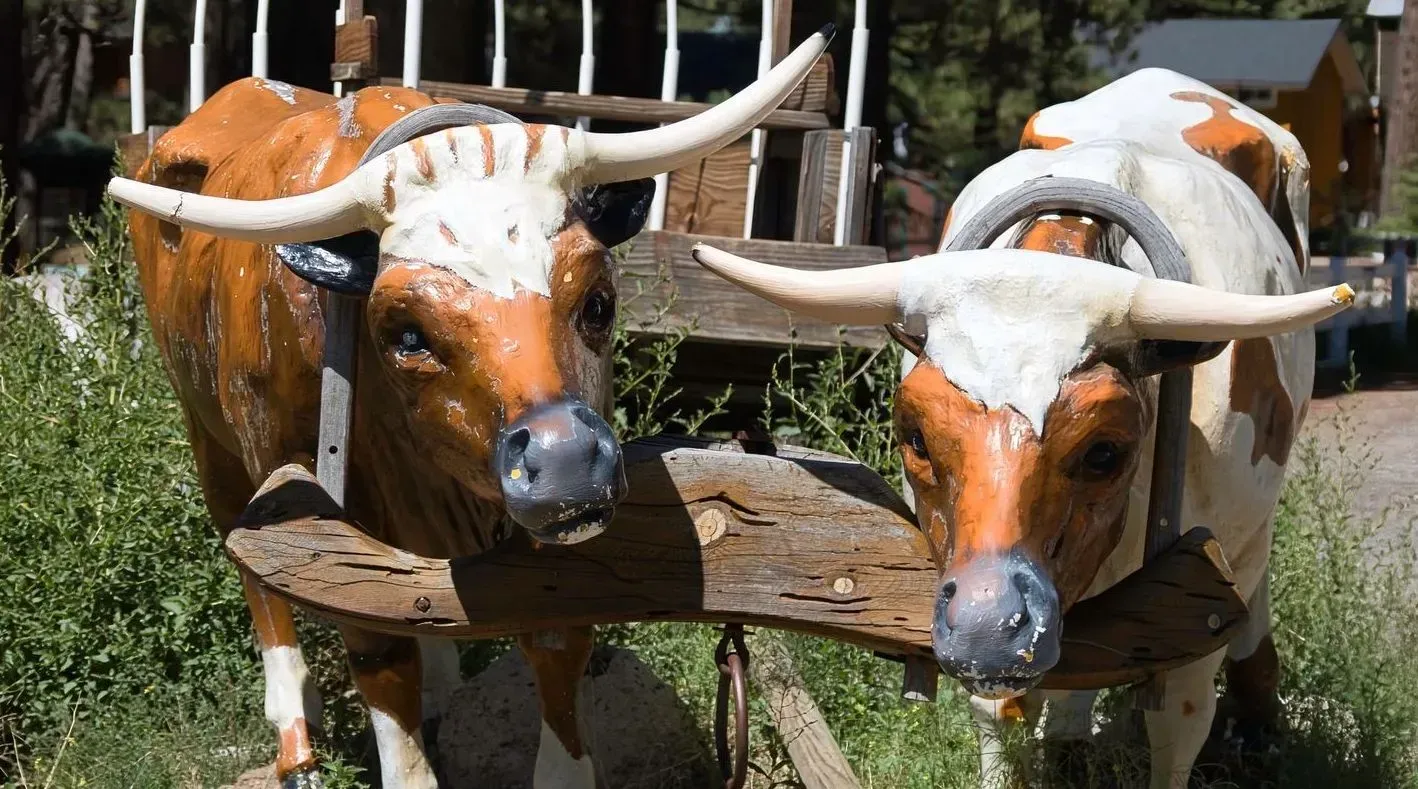 Two longhorn steer sculptures in a wooden yoke, brown and white with large horns.