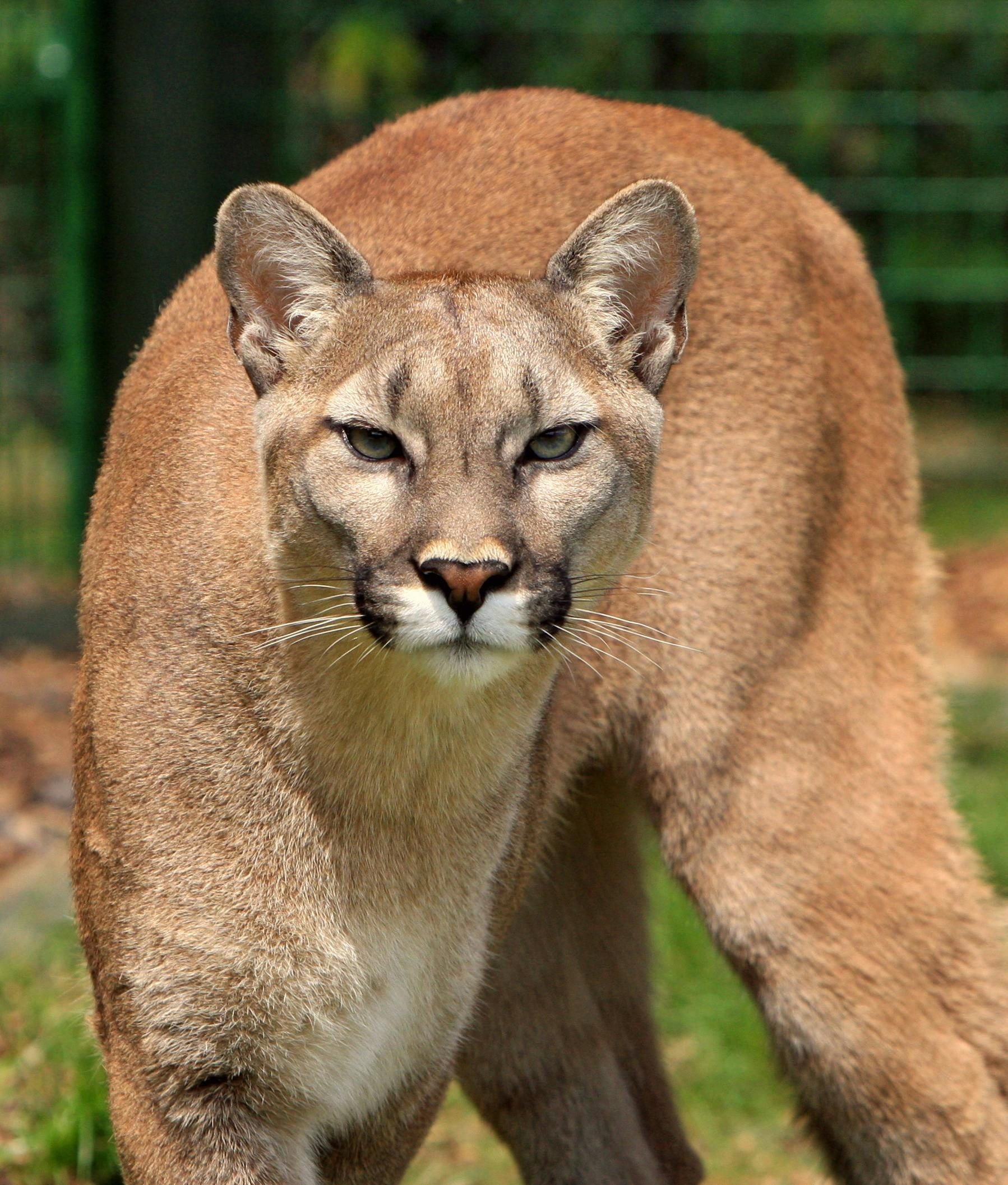 Mountain Lions