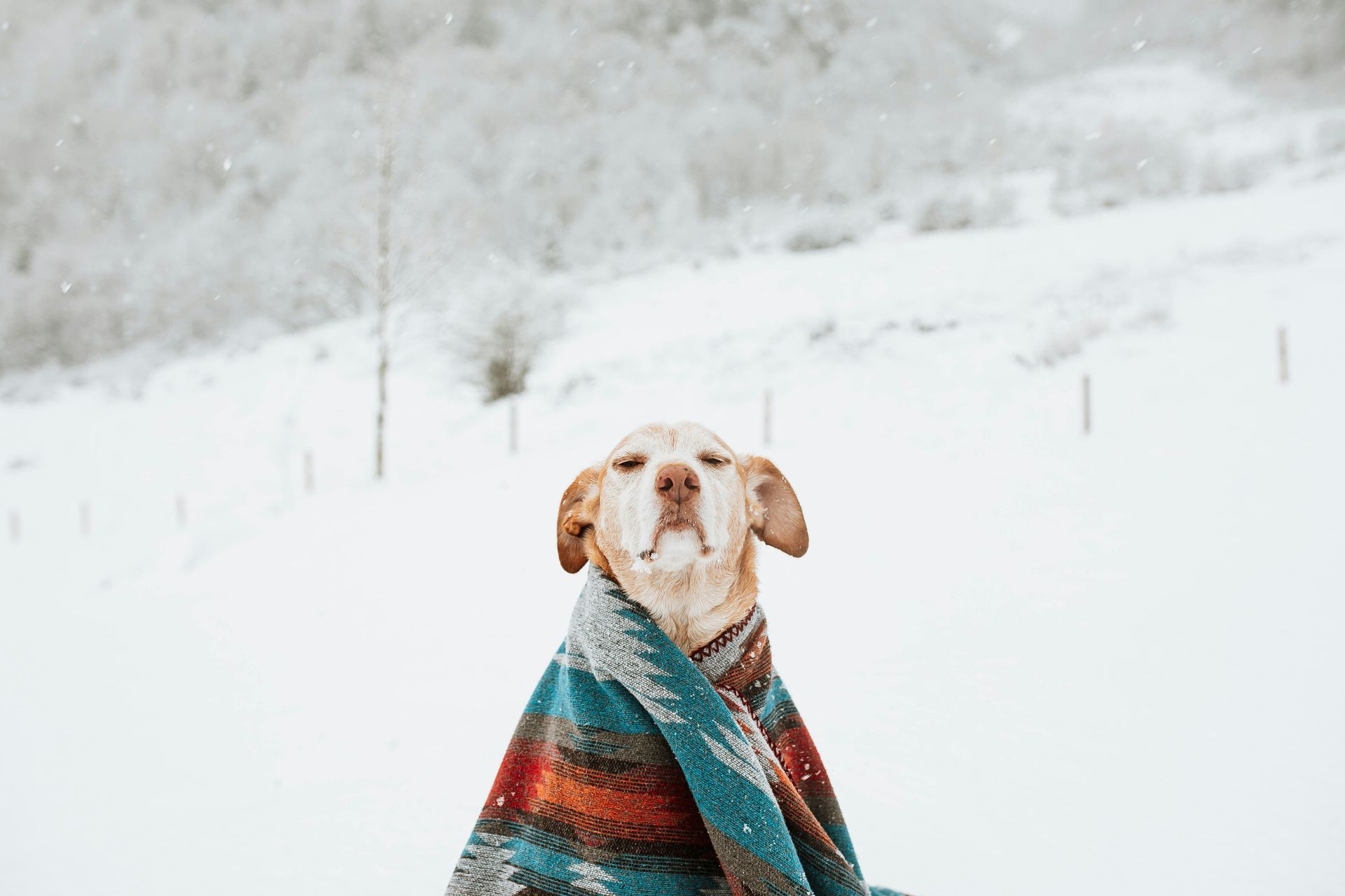 Dog wrapped in a colorful blanket in a snowy landscape.