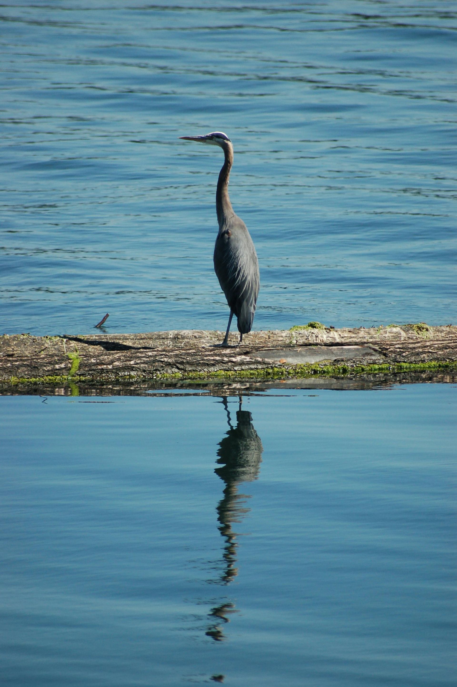 Marsh Birds