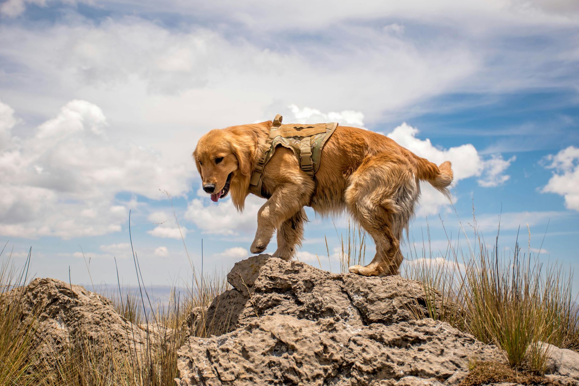 Dog-Friendly Hiking