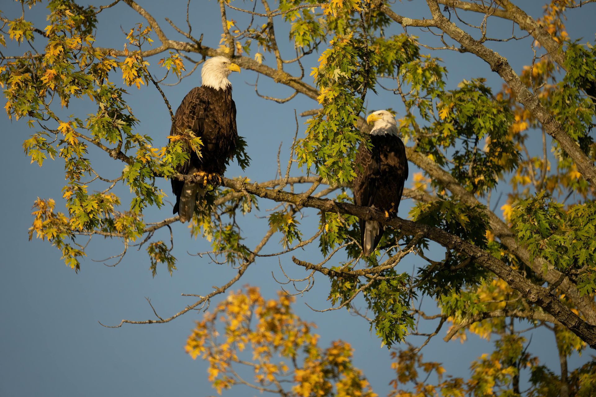 Where to See Bald Eagles