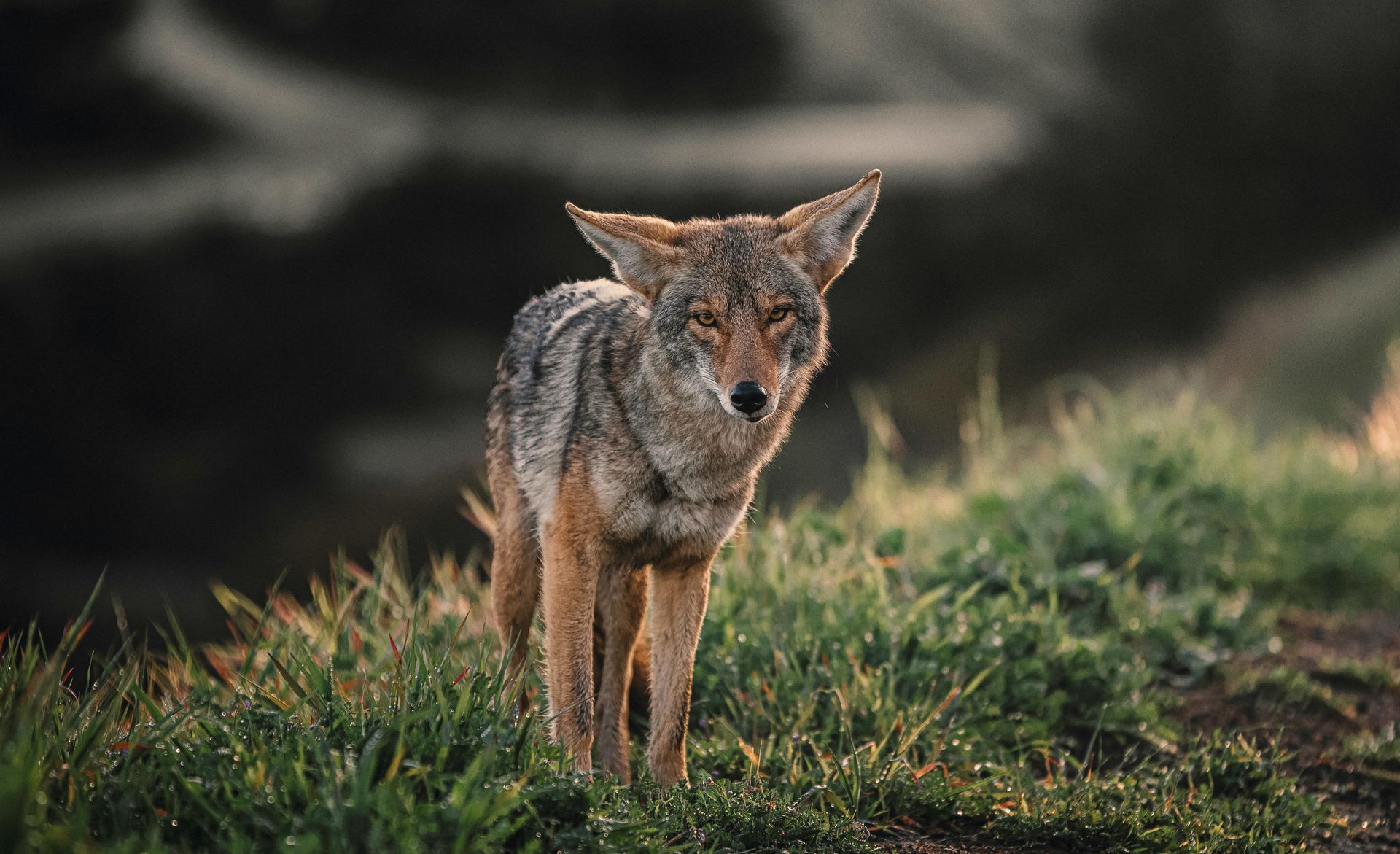 Coyotes