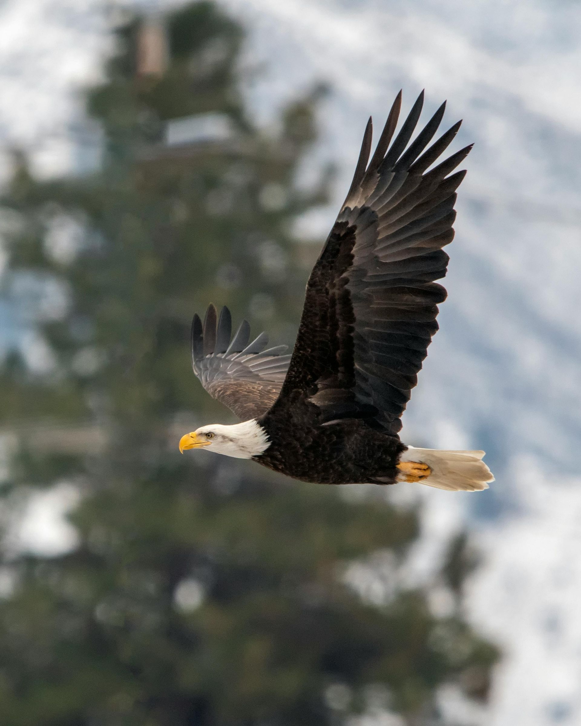 Where to Spot Bald Eagles
