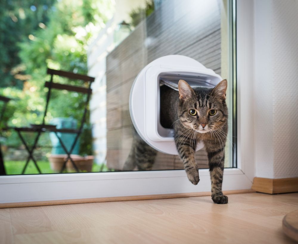 A Cat Is Entering A Cat Door Through A Window — Pussycat Park In Dubbo, NSW