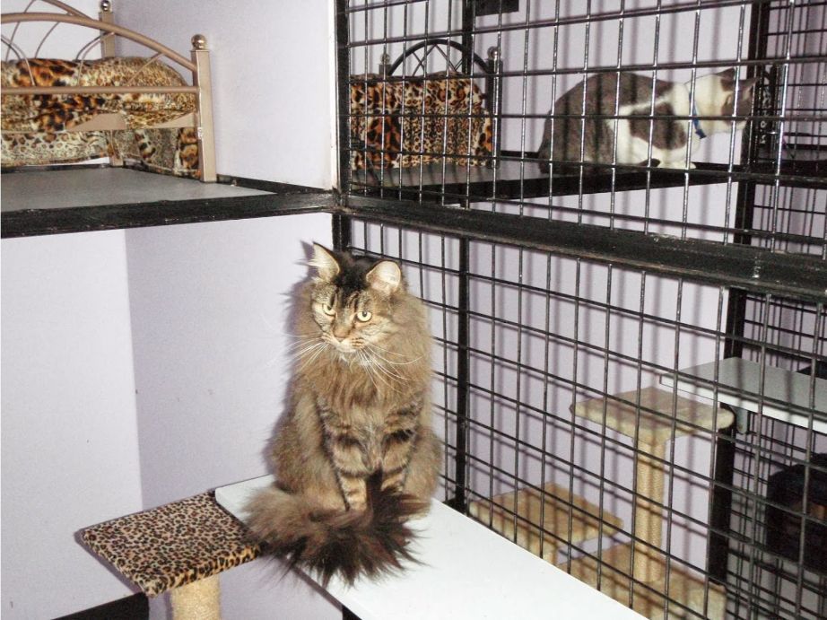 A Cat Is Sitting On A Shelf In A Cage — Pussycat Park In Dubbo, NSW