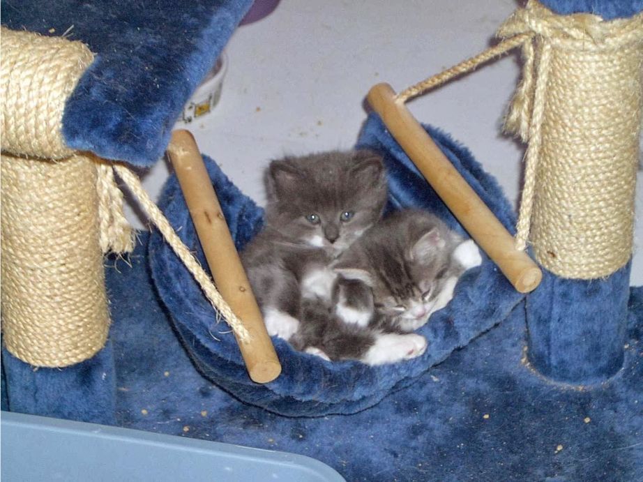 Two Kittens Are Sleeping In A Blue Hammock — Pussycat Park In Dubbo, NSW