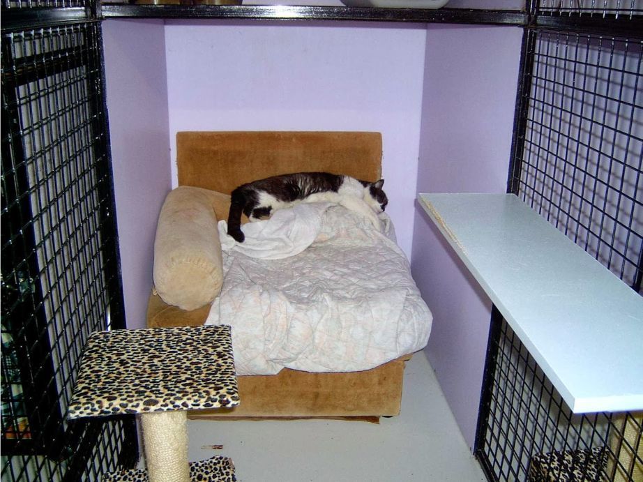 A Cat Is Laying On A Bed In A Cage — Pussycat Park In Dubbo, NSW