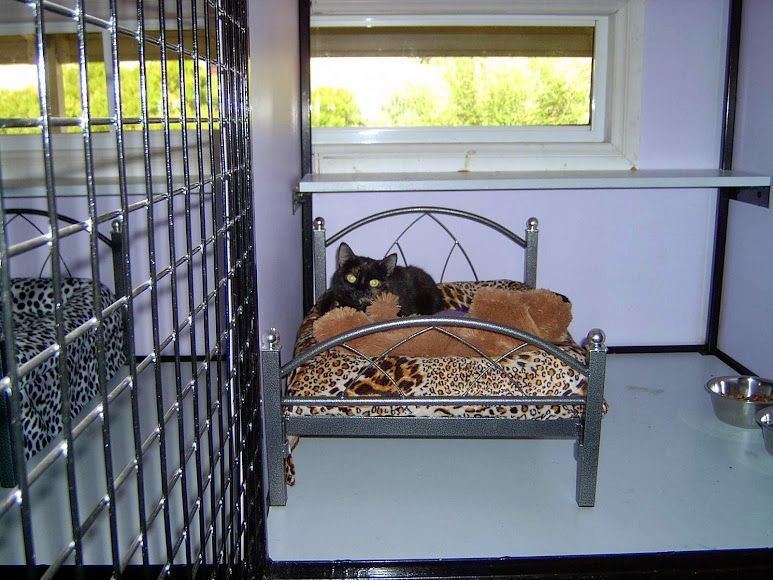 A Black Cat Is Laying On A Leopard Print Bed — Pussycat Park In Dubbo, NSW