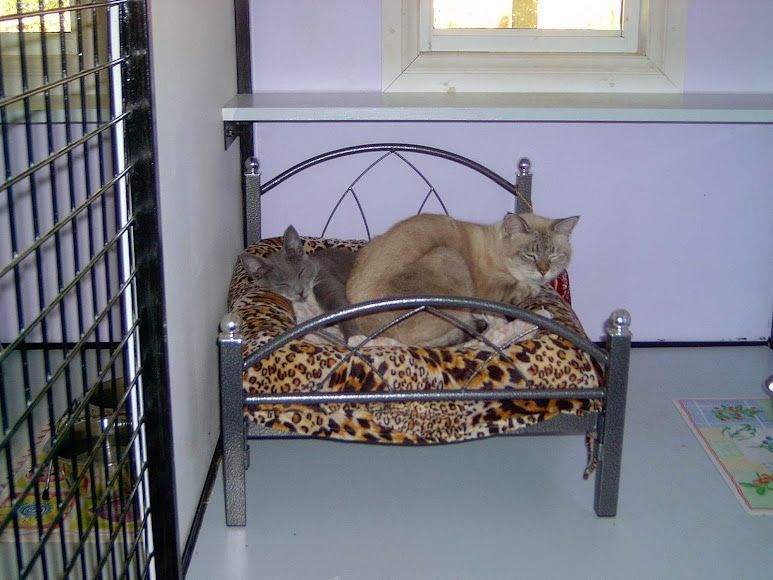 Two Cats Are Laying On A Small Bed With A Leopard Print Cushion — Pussycat Park In Dubbo, NSW