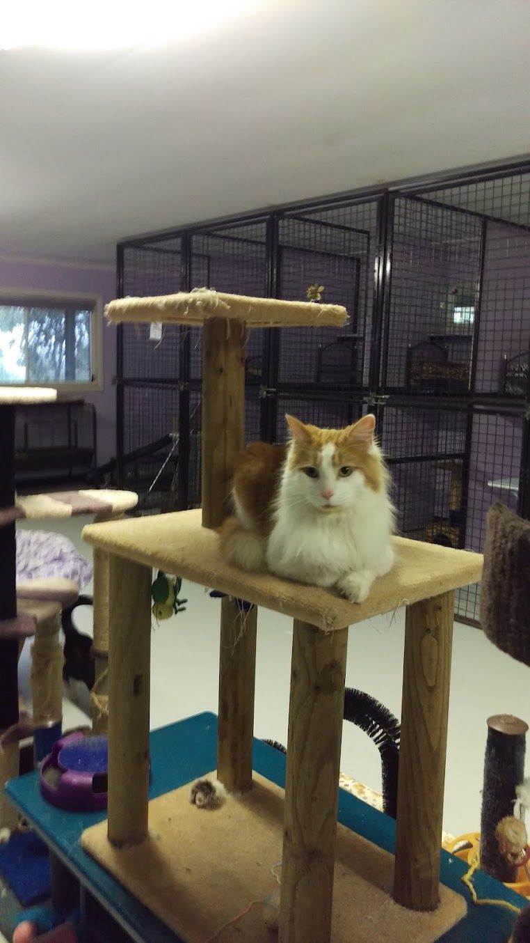 A Cat Is Sitting On Top Of A Wooden Cat Tree — Pussycat Park In Dubbo, NSW