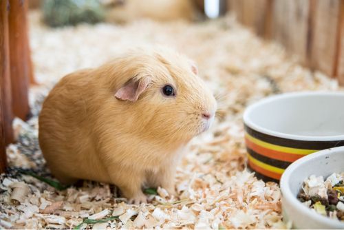 A Guinea Pig Is Sitting On A Pile Of Wood Chips — Pussycat Park In Dubbo, NSW