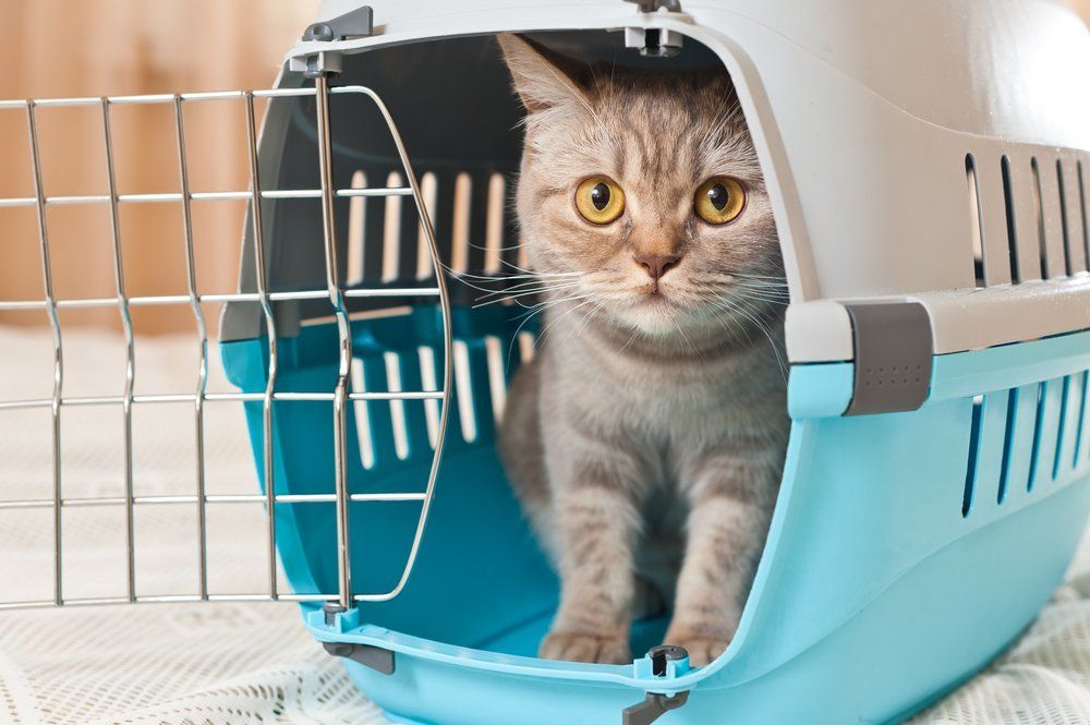 A Cat Is Sitting In A Blue Carrier On A Bed — Pussycat Park In Dubbo, NSW