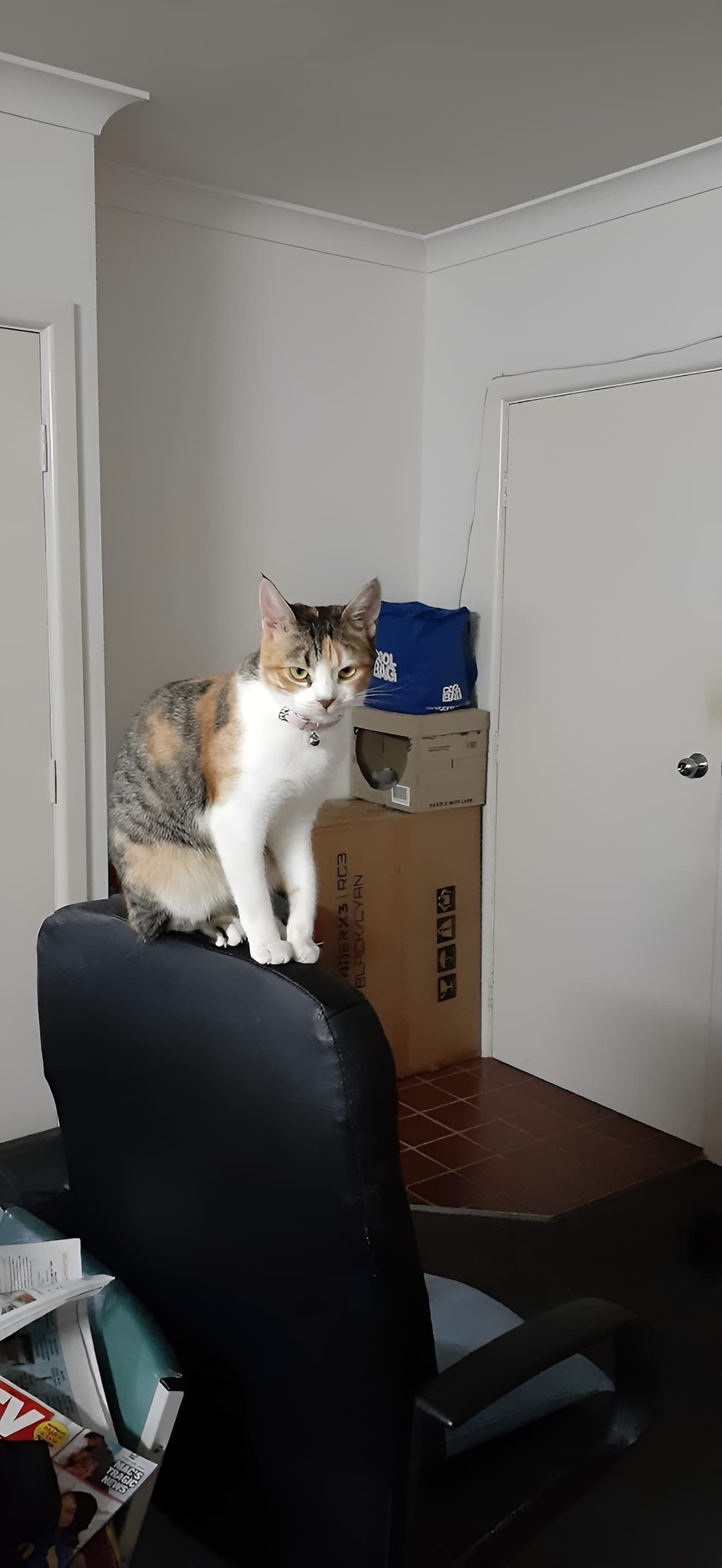 A Cat Is Sitting On Top Of A Chair In A Room — Pussycat Park In Dubbo, NSW