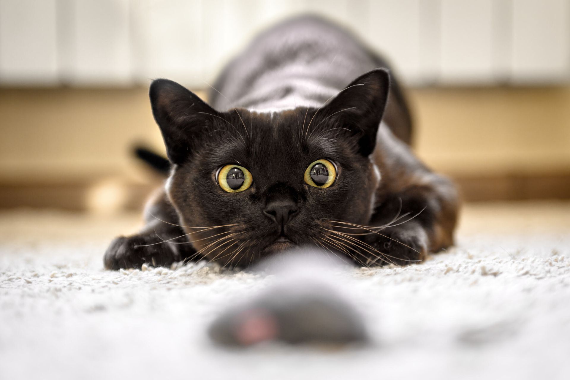 A Black Cat Is Playing With A Toy Mouse On The Floor — Pussycat Park In Dubbo, NSW