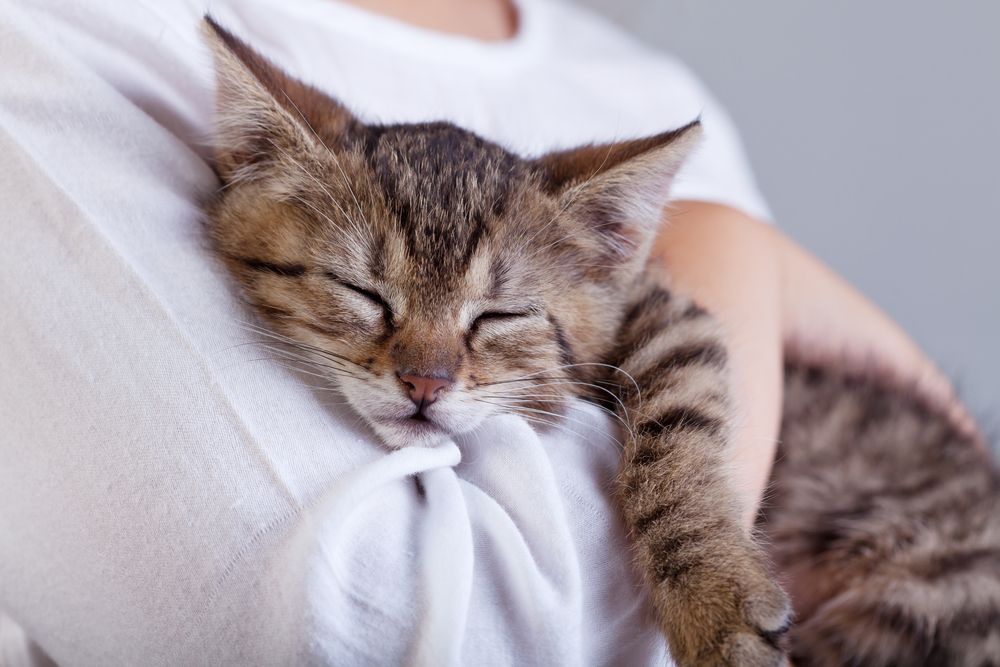 A Person Is Holding A Kitten In Their Arms — Pussycat Park In Dubbo, NSW