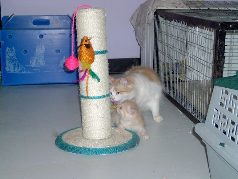 Two Cats Are Playing With A Cat Scratching Post — Pussycat Park In Dubbo, NSW
